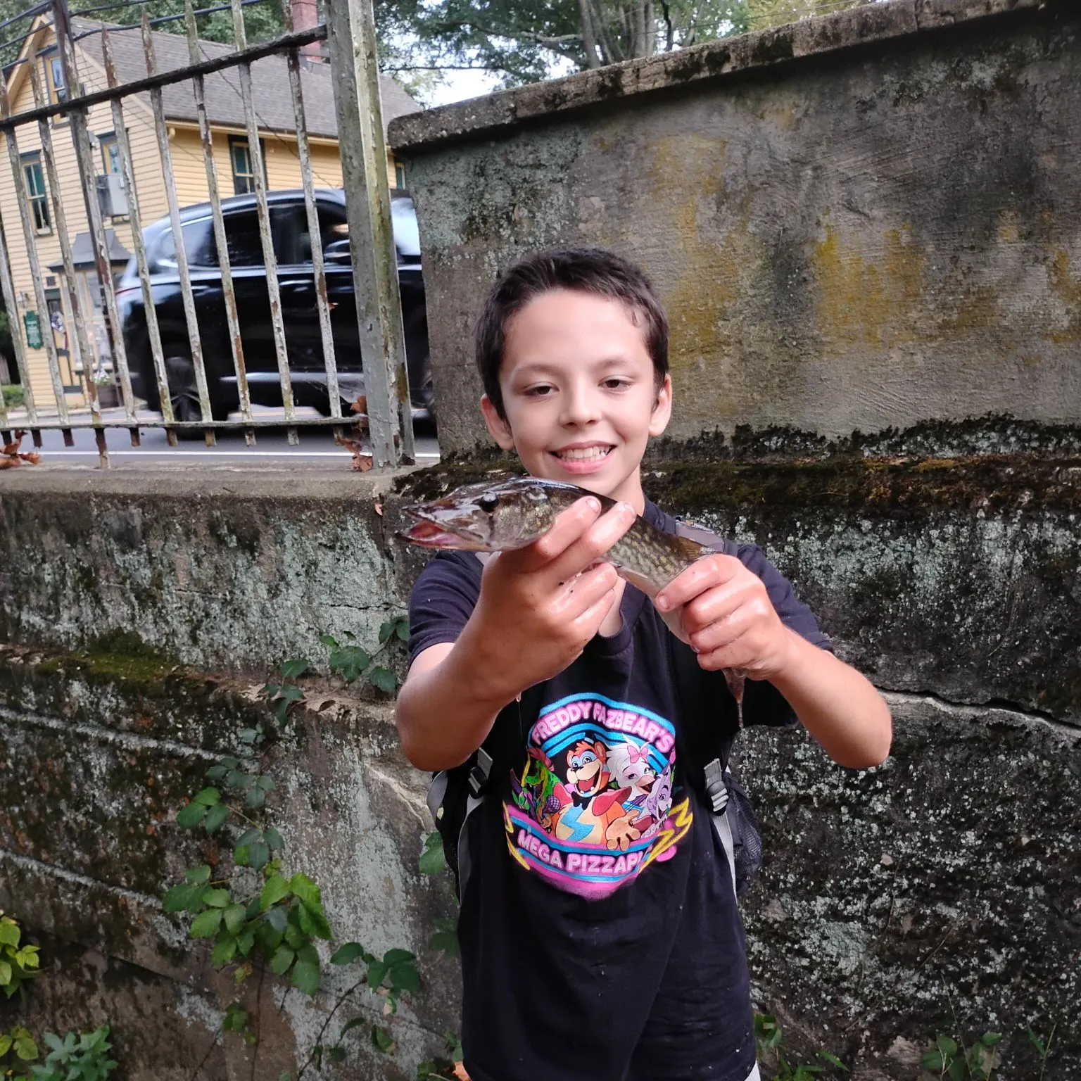 Chain pickerel caught on Fishbrain