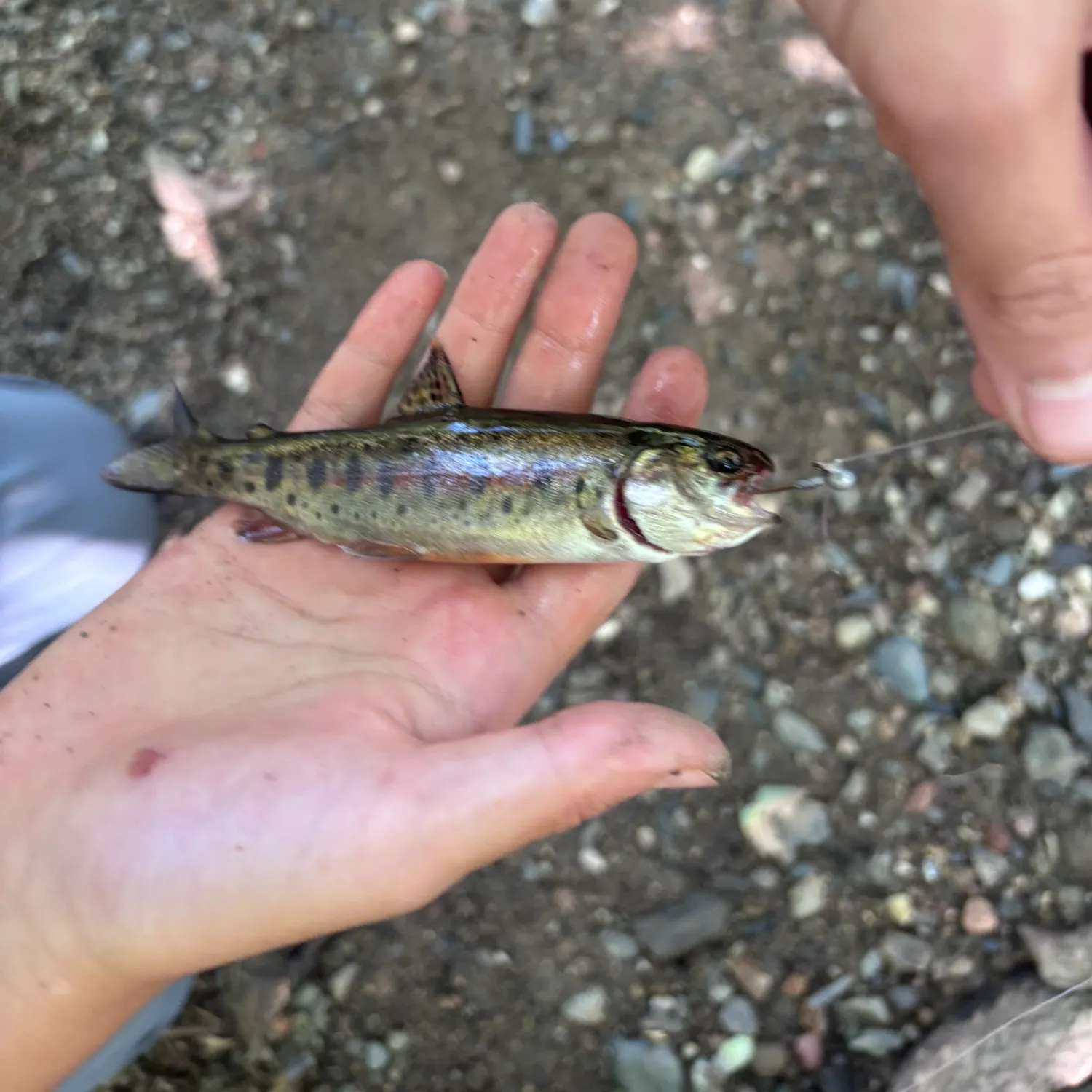 The most recent Golden trout catches on Fishbrain