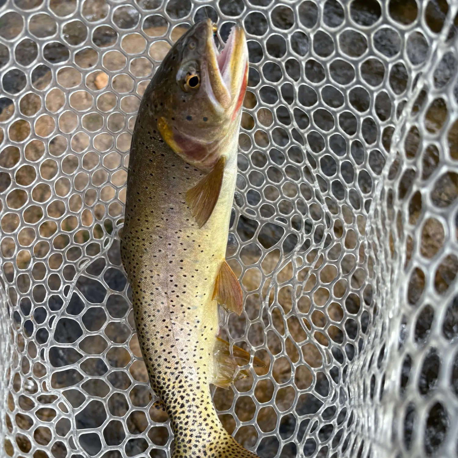 The most recent Cutthroat trout catches on Fishbrain