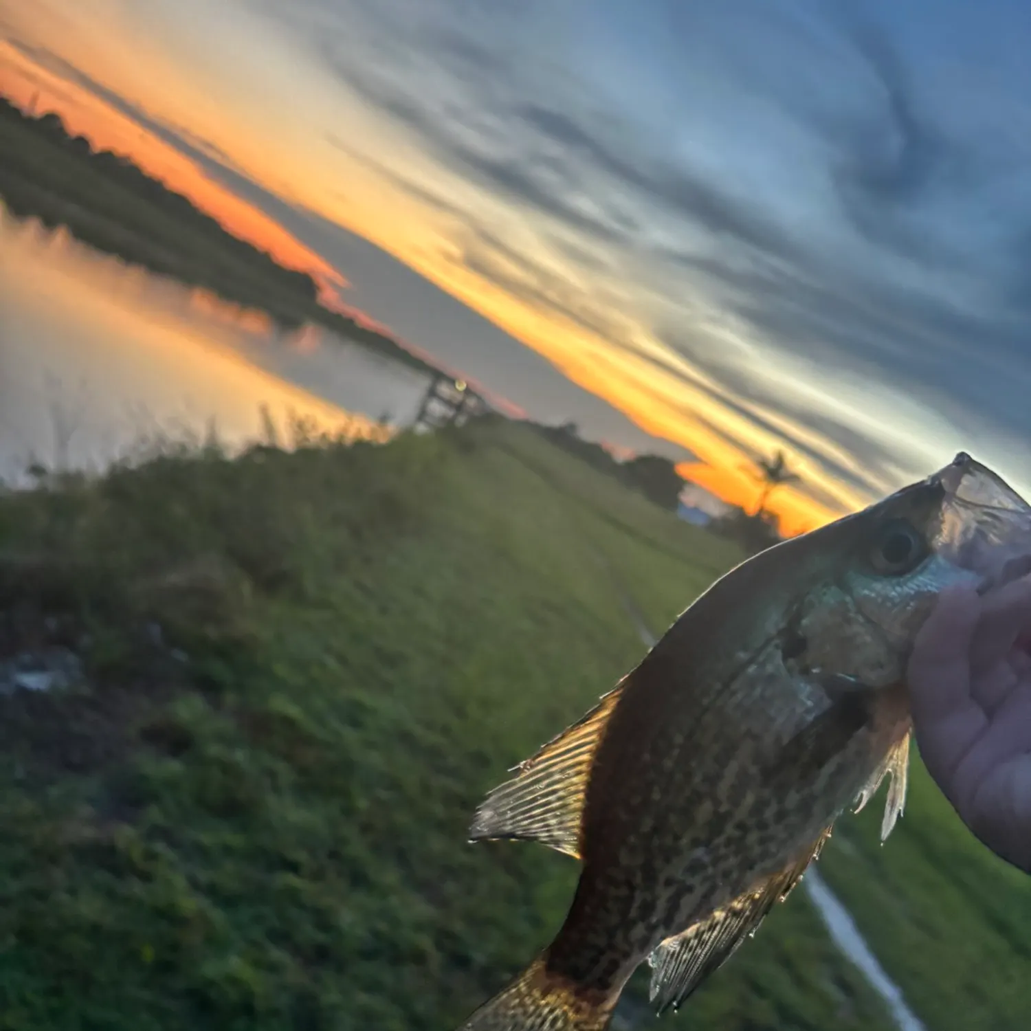 Black crappie caught on Fishbrain