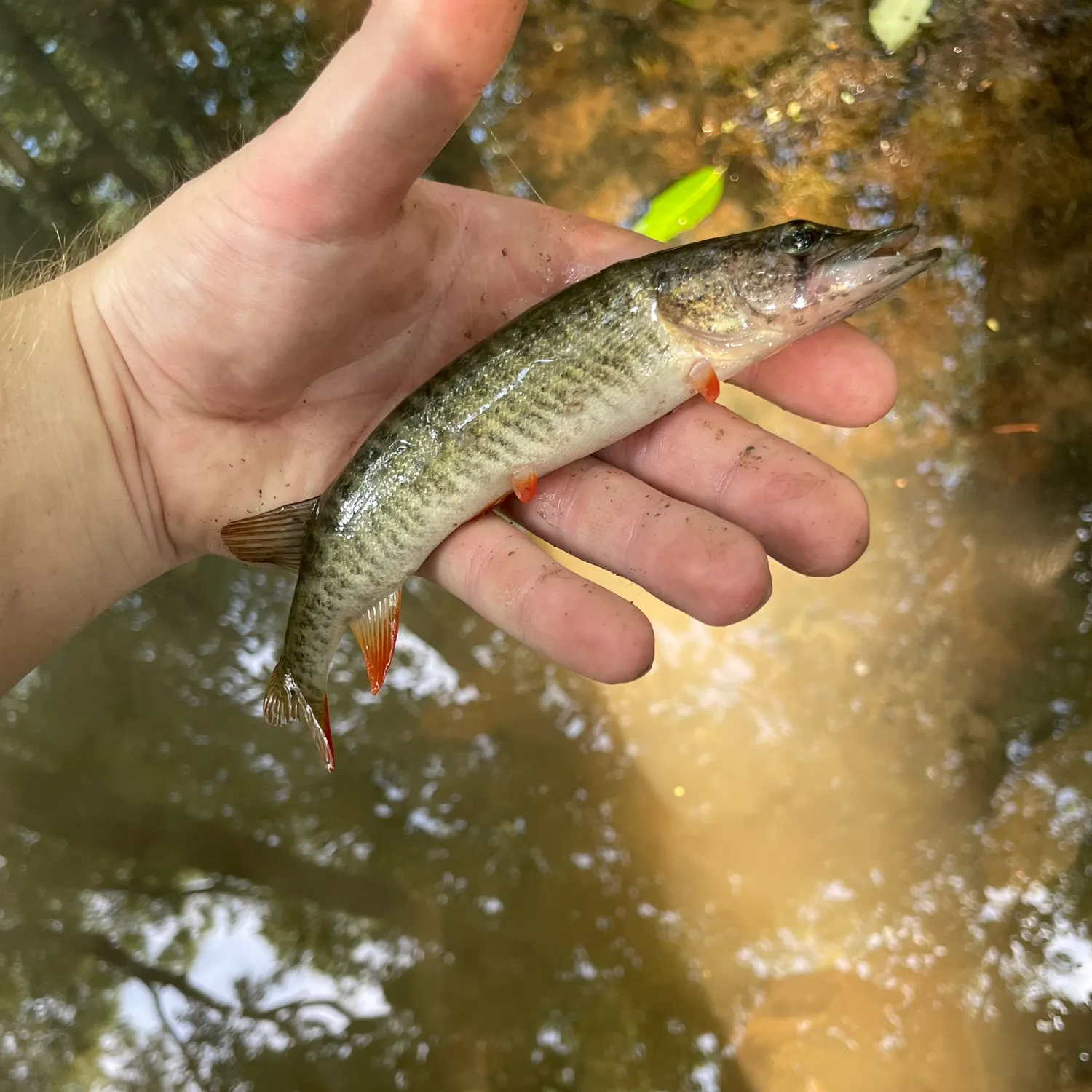 The most recent Redfin pickerel catches on Fishbrain
