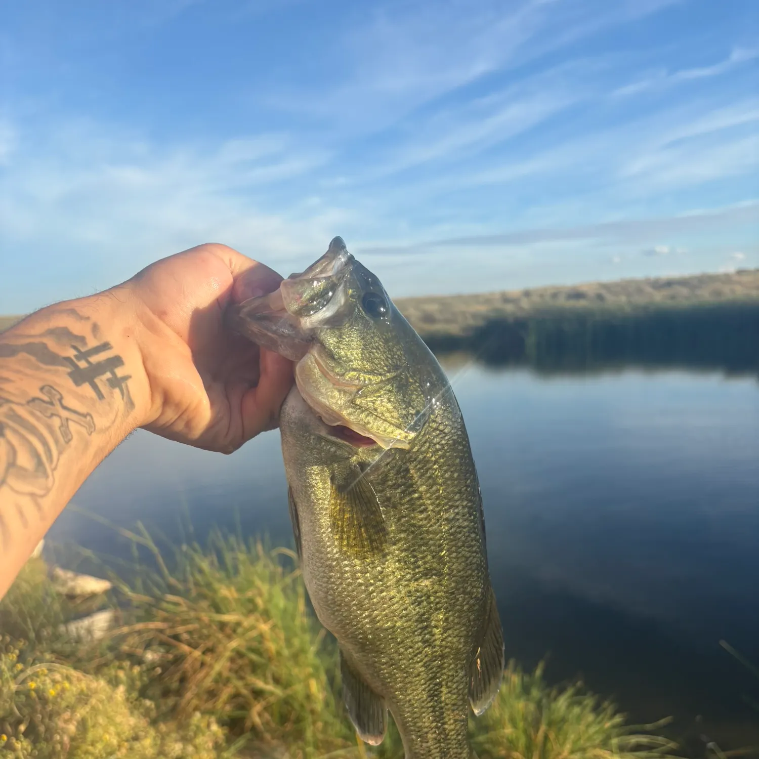 Largemouth bass caught on Fishbrain