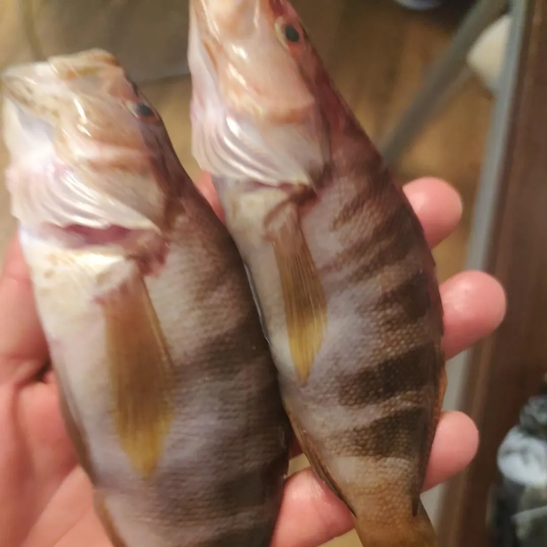 Fish caught on Fishbrain