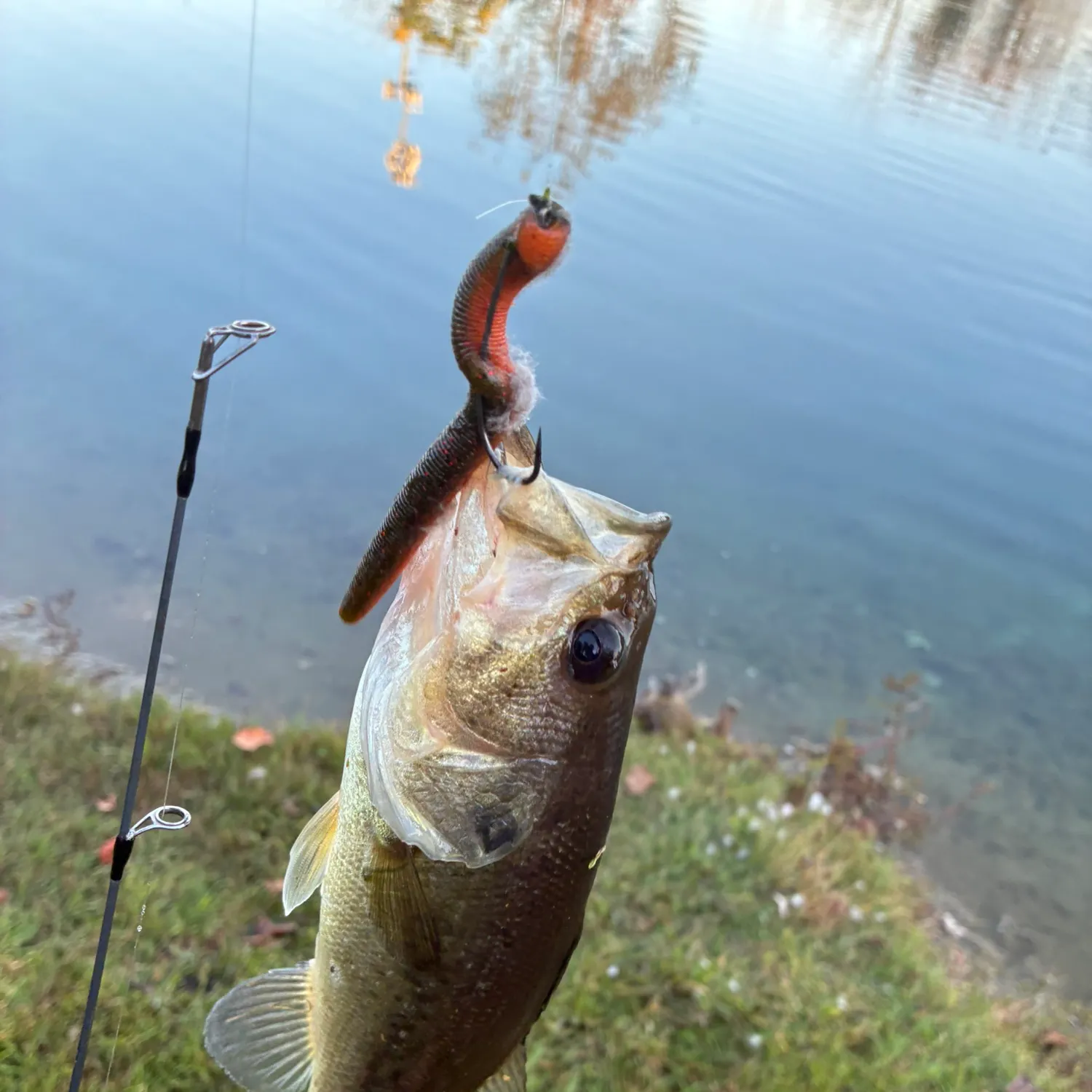 Largemouth bass caught on Fishbrain