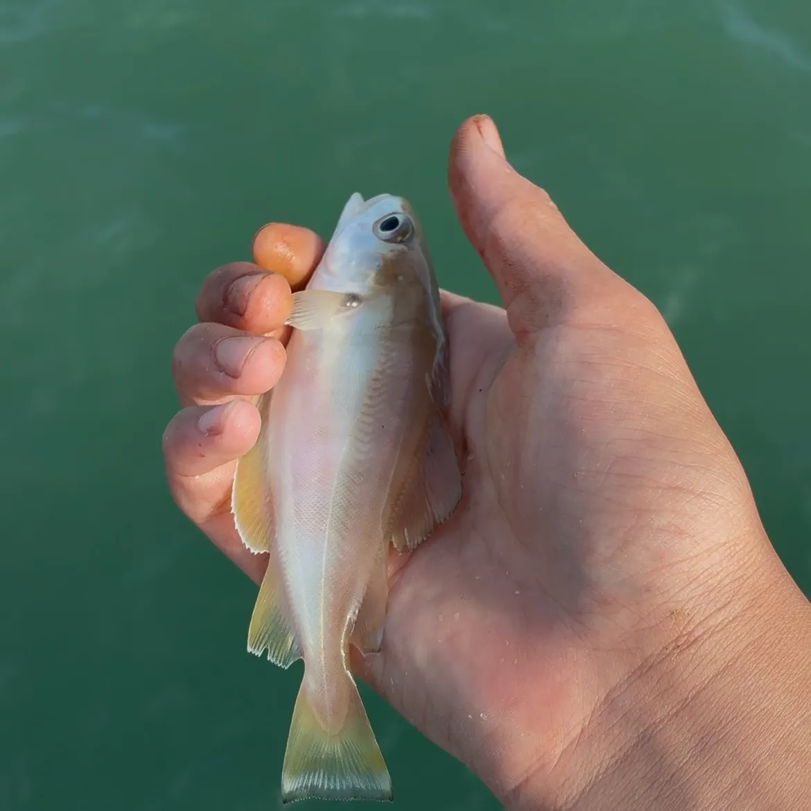 The most recent Pouting catches on Fishbrain