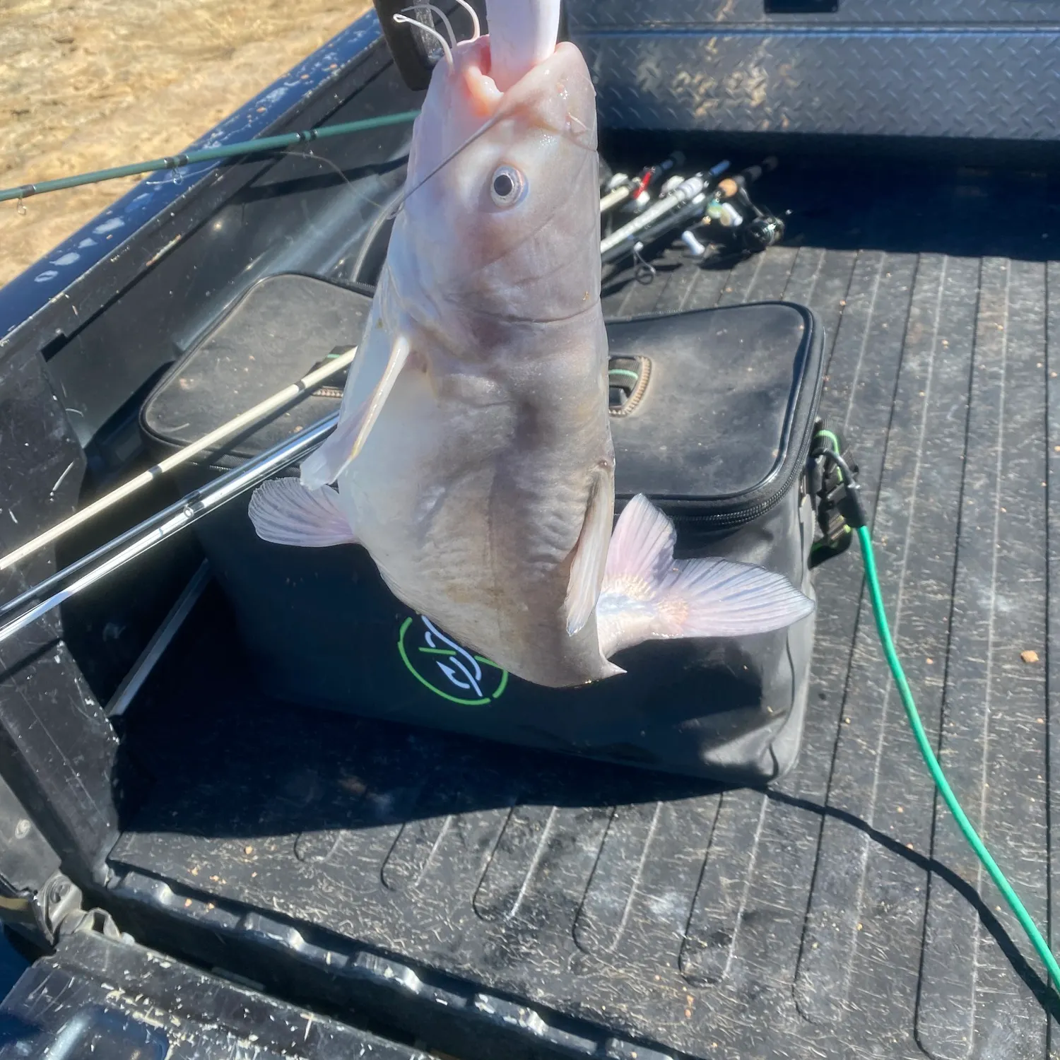 The most recent Blue catfish catches on Fishbrain