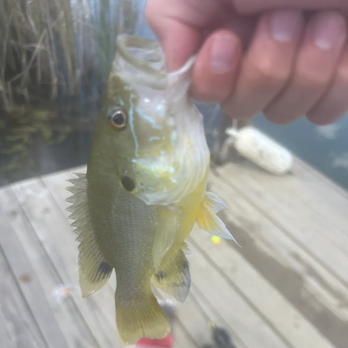 The most recent Moses perch catches on Fishbrain