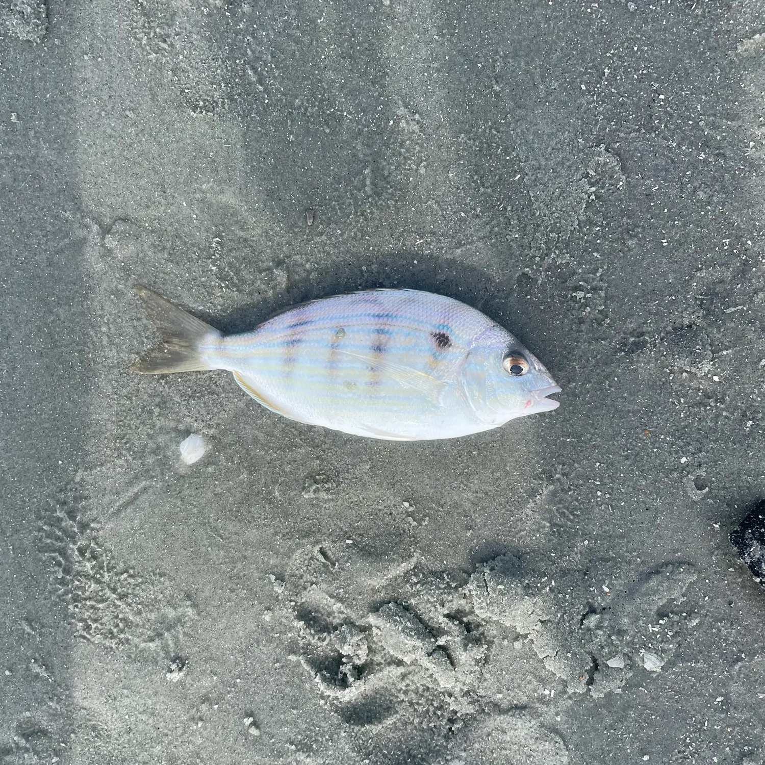 Pinfish caught on Fishbrain