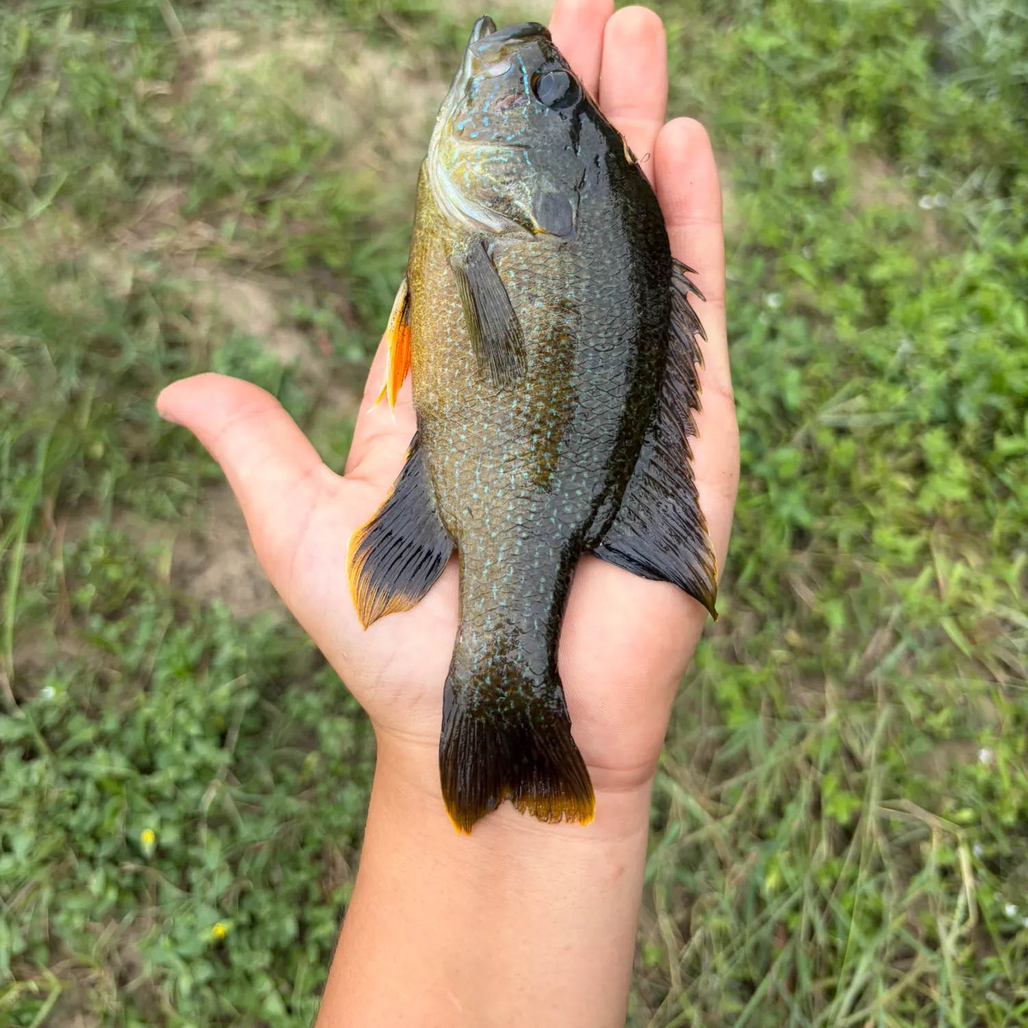 Green sunfish caught on Fishbrain