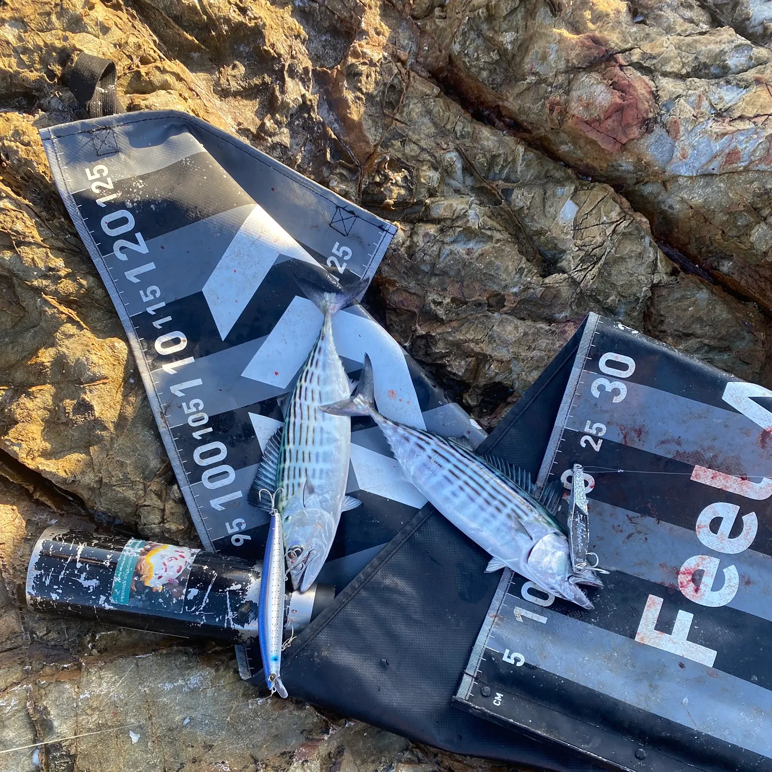 The most recent Australian bonito catches on Fishbrain