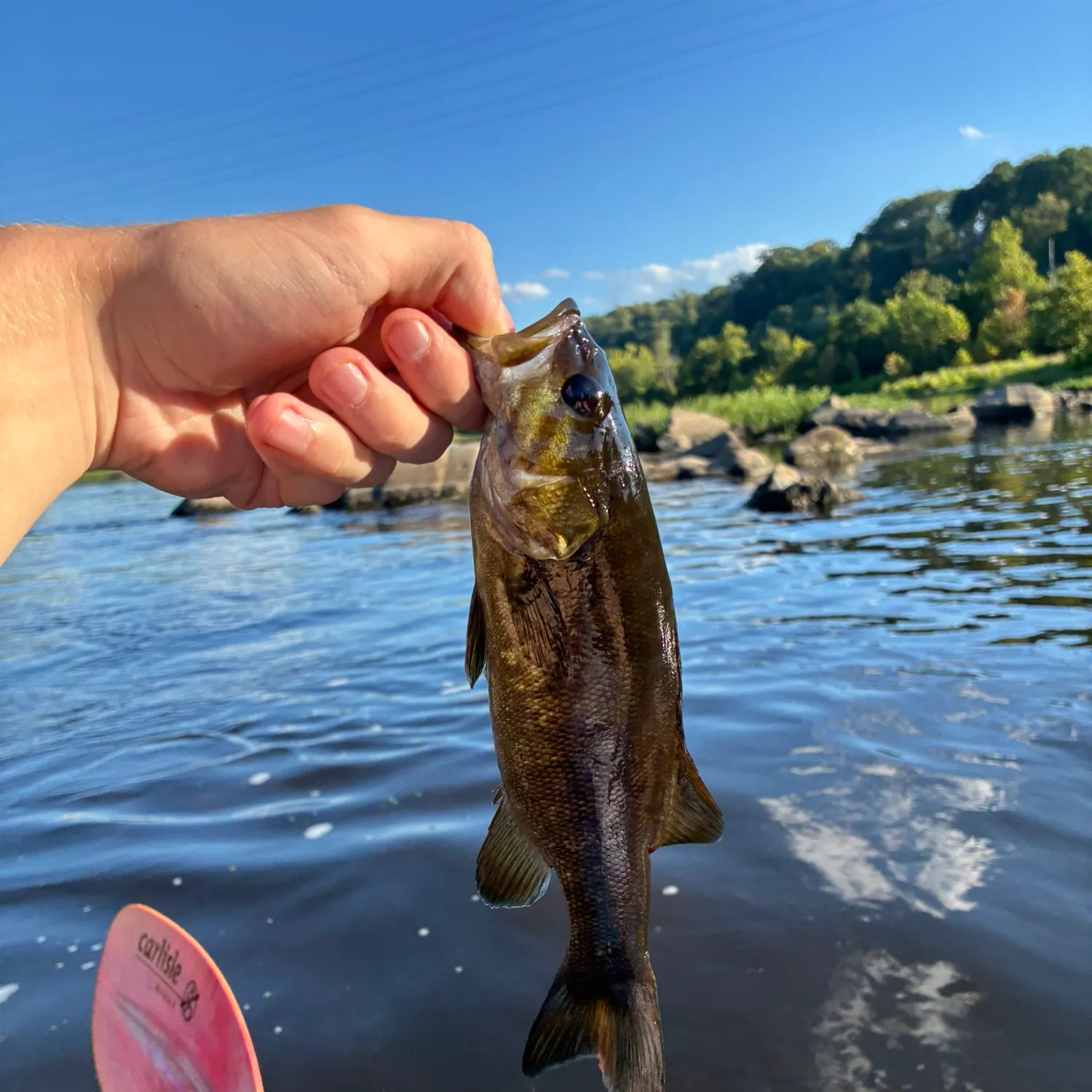 Smallmouth bass caught on Fishbrain