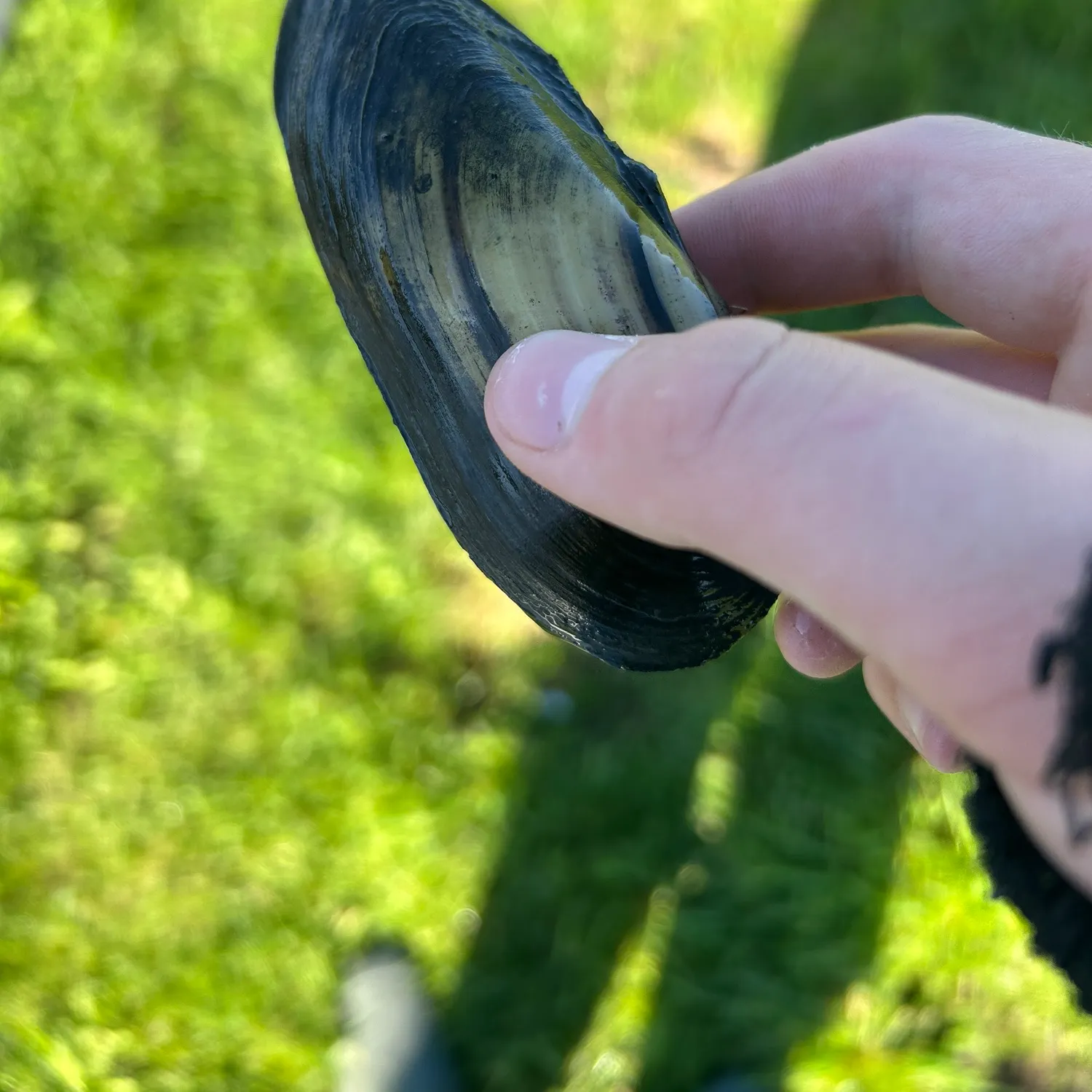 The most recent Yellow sandshell mussel catches on Fishbrain