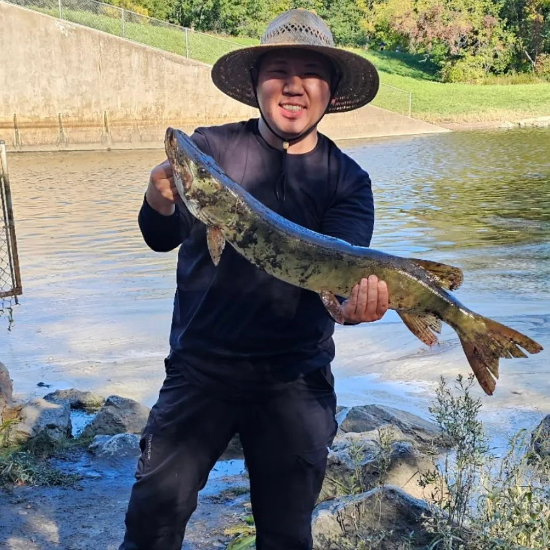 The most recent Muskie catches on Fishbrain
