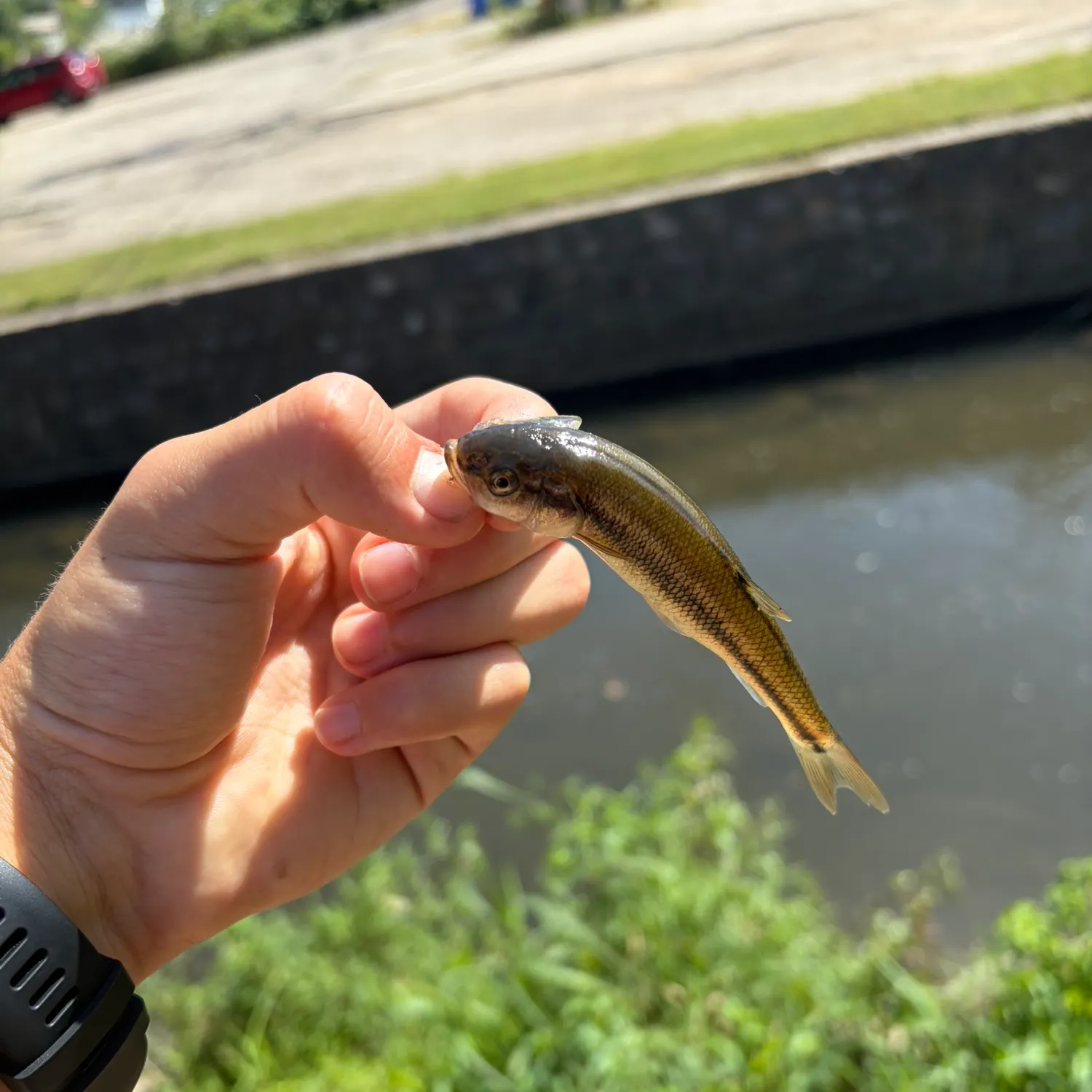 Creek chub caught on Fishbrain