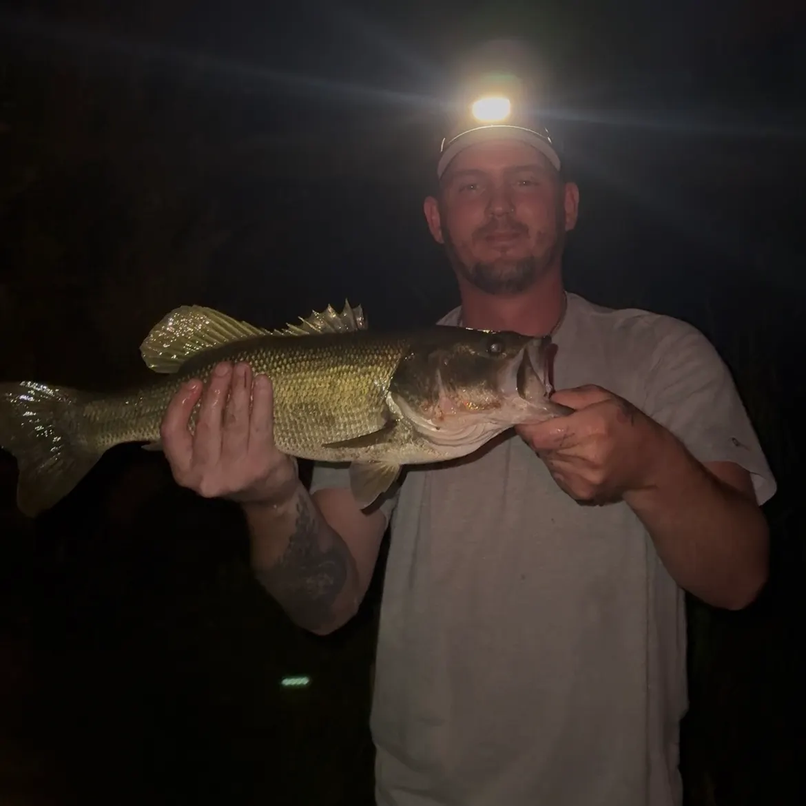 Largemouth bass caught on Fishbrain