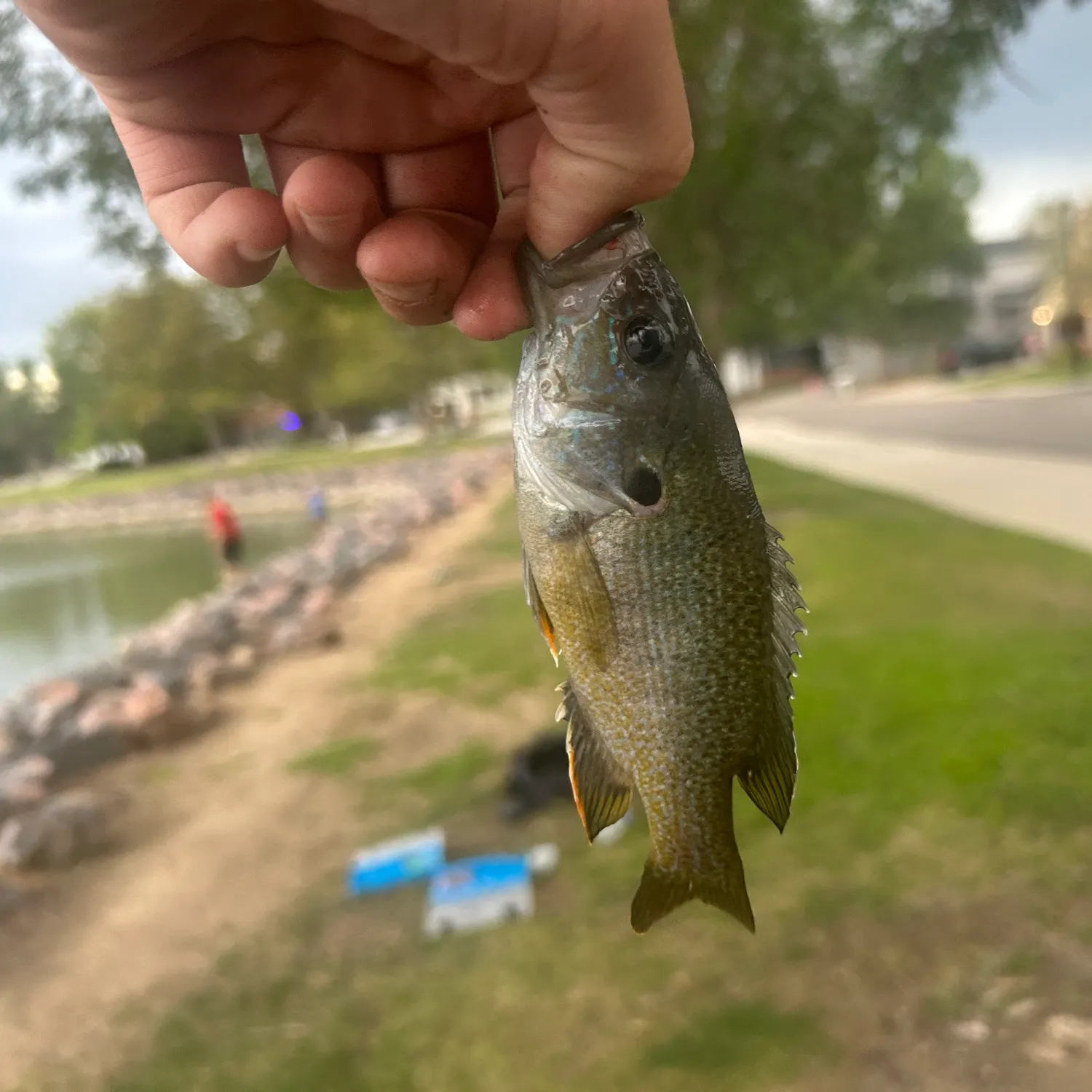 catch
