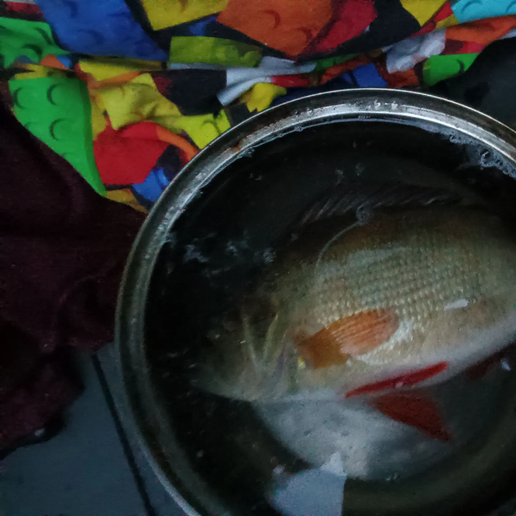 European perch caught on Fishbrain