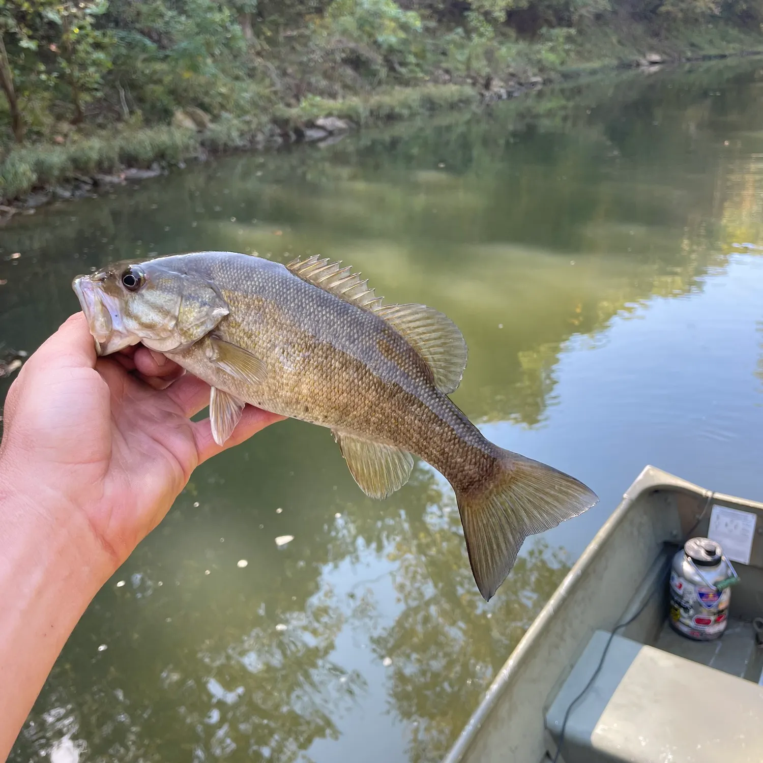 Smallmouth bass caught on Fishbrain