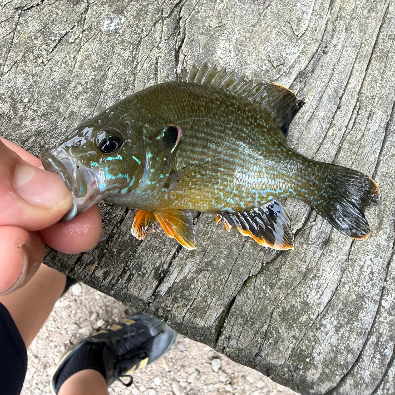 recently logged catches