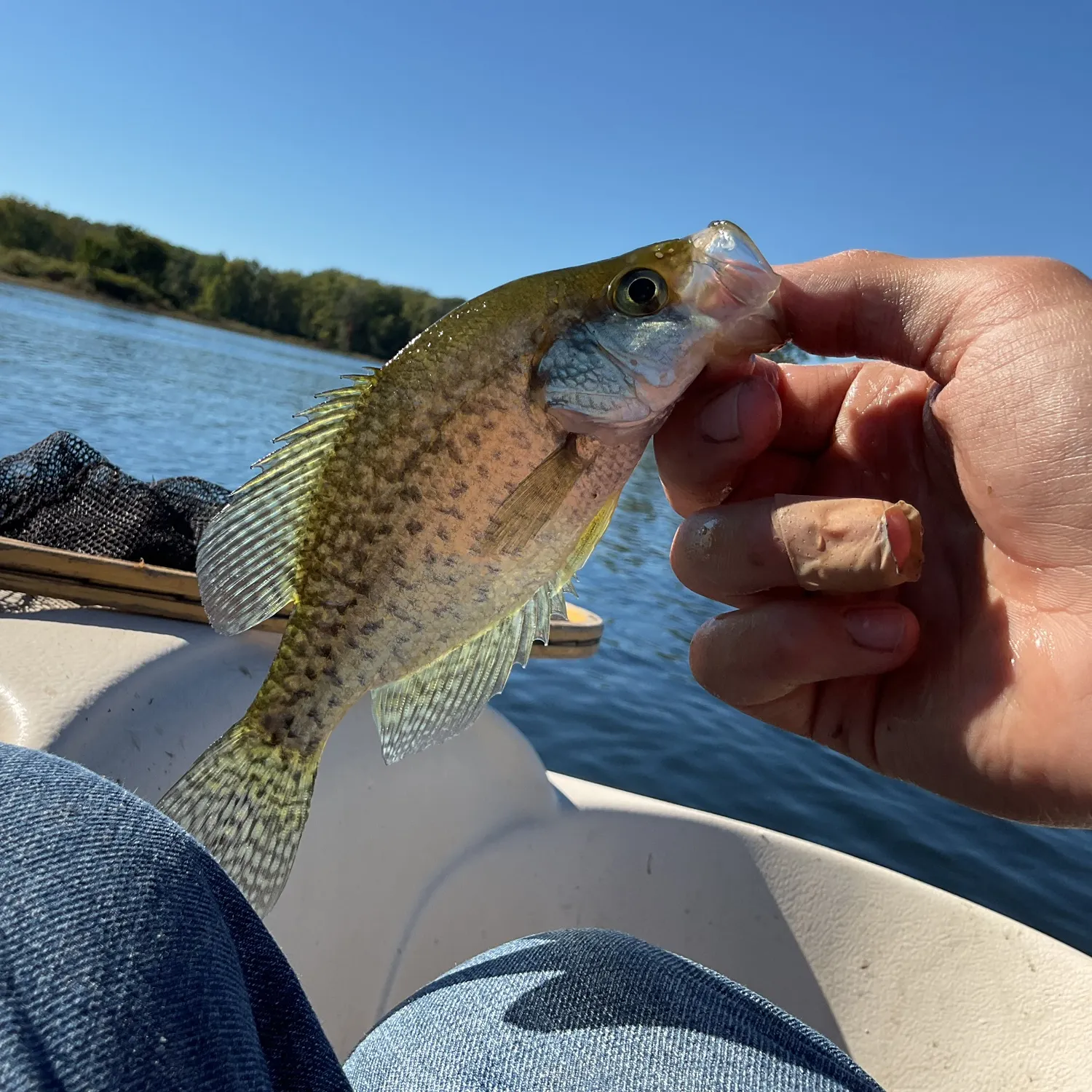 Black crappie caught on Fishbrain