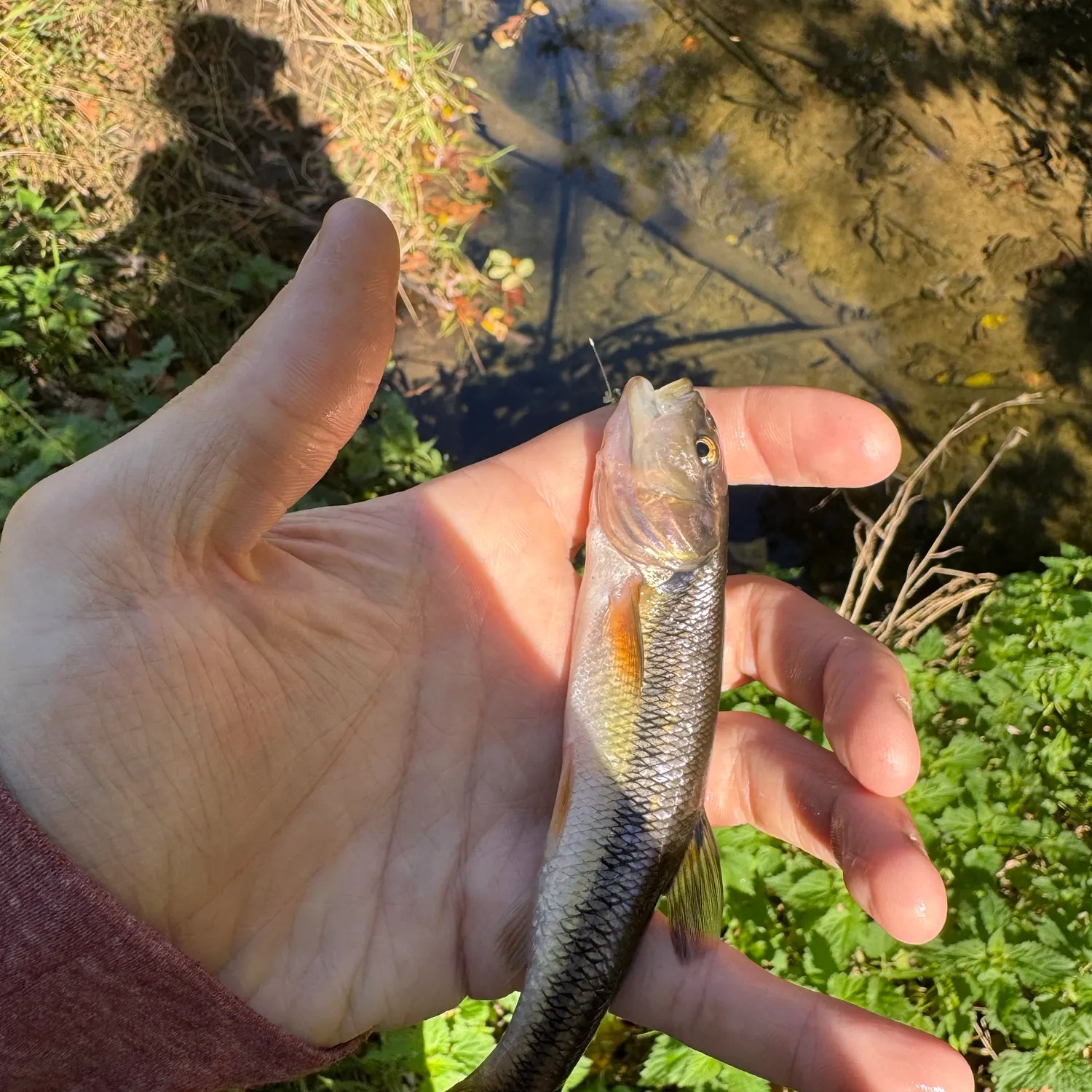 Creek chub caught on Fishbrain