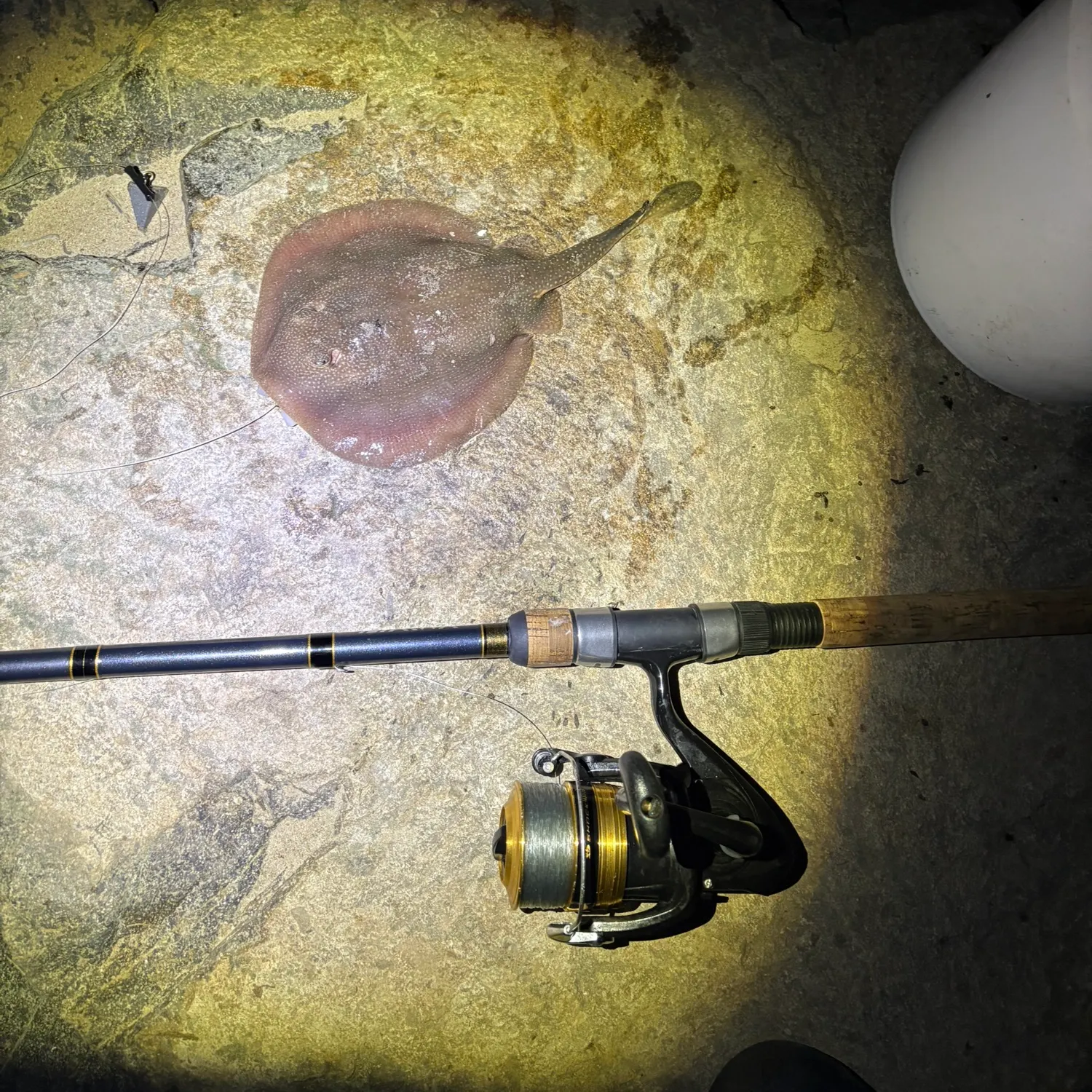 The most recent Haller's round ray catches on Fishbrain