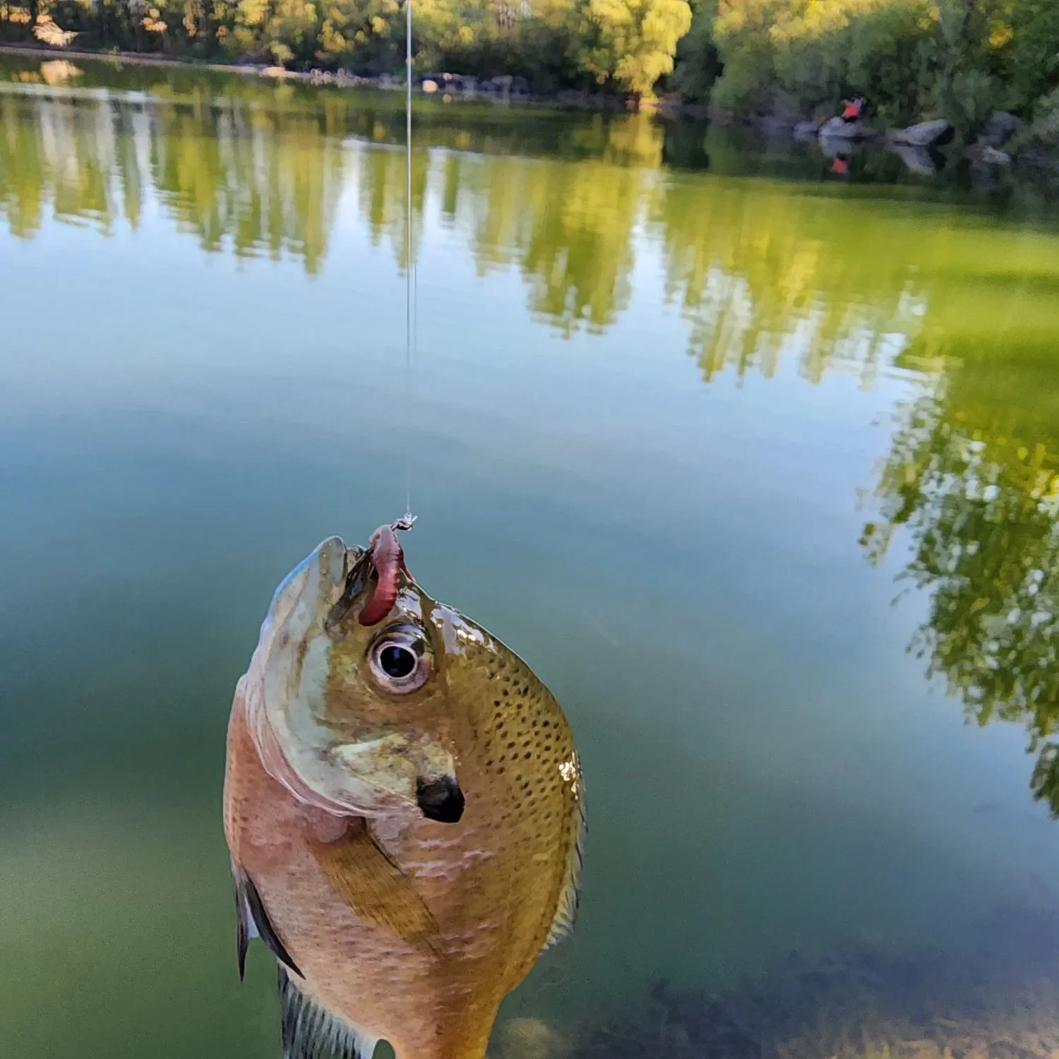 Bluegill caught on Fishbrain