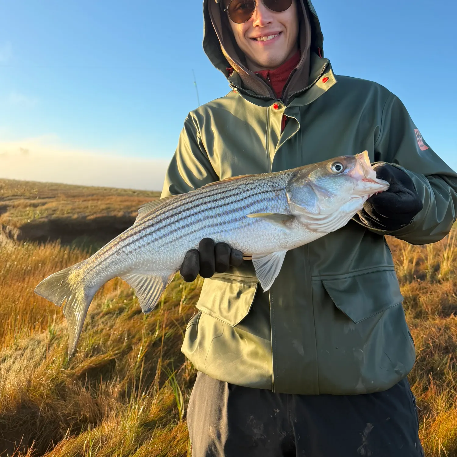 Striped bass caught on Fishbrain