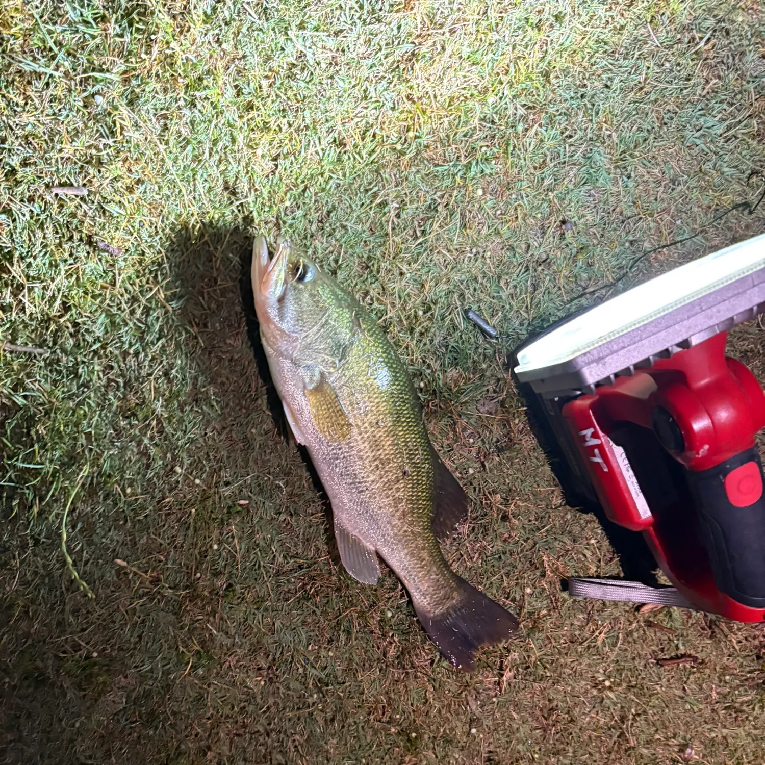 Largemouth bass caught on Fishbrain