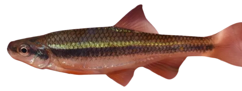 Piedmont shiner
