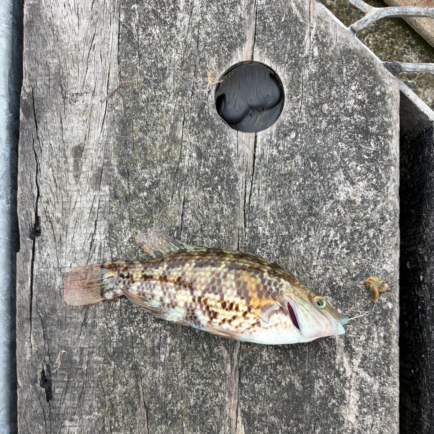 The most recent Ballan wrasse catches on Fishbrain