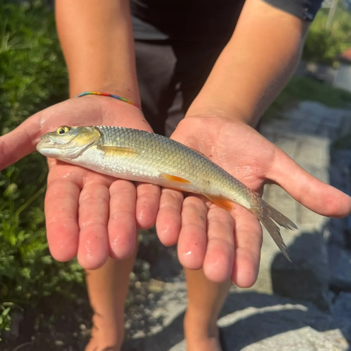 European chub caught on Fishbrain