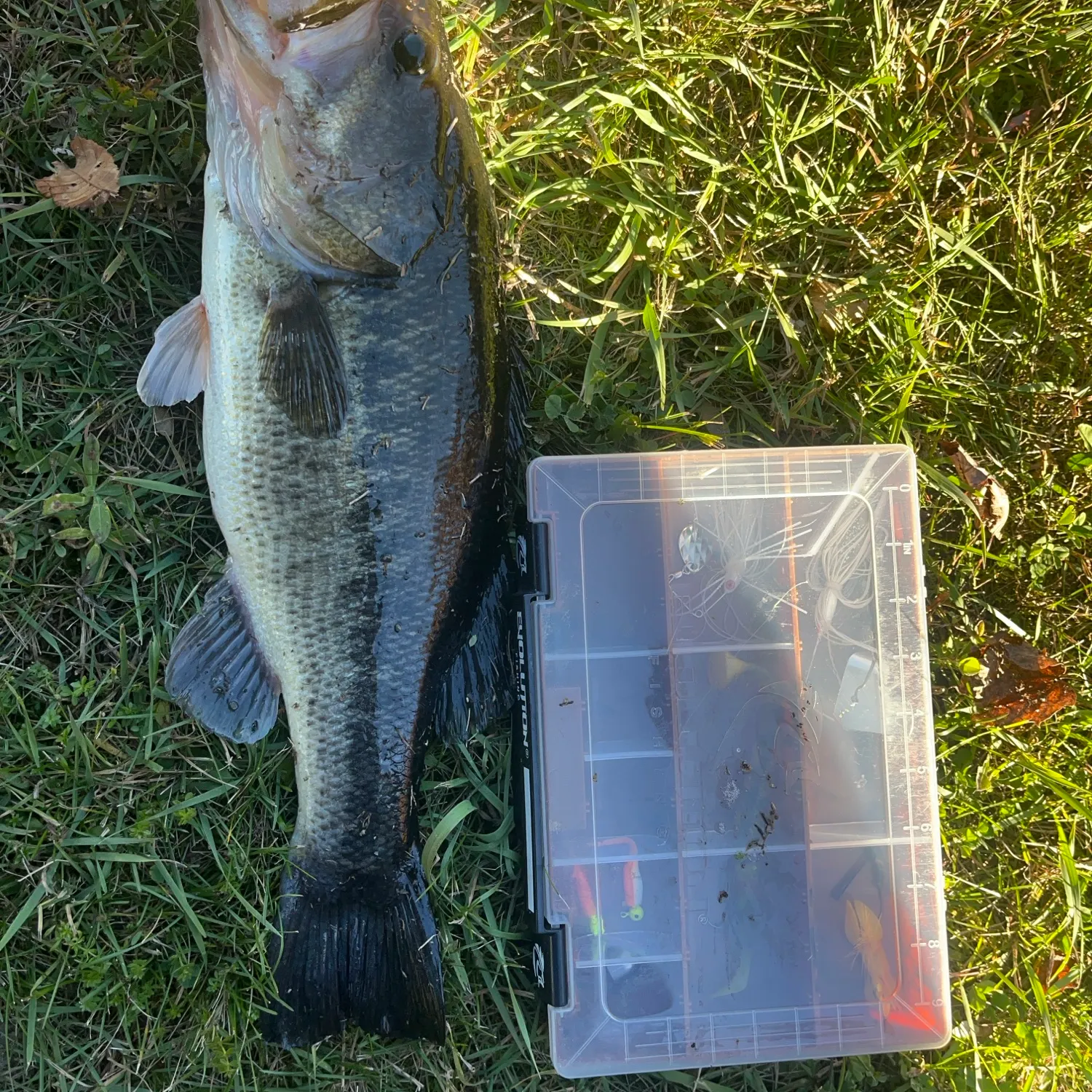 Largemouth bass caught on Fishbrain