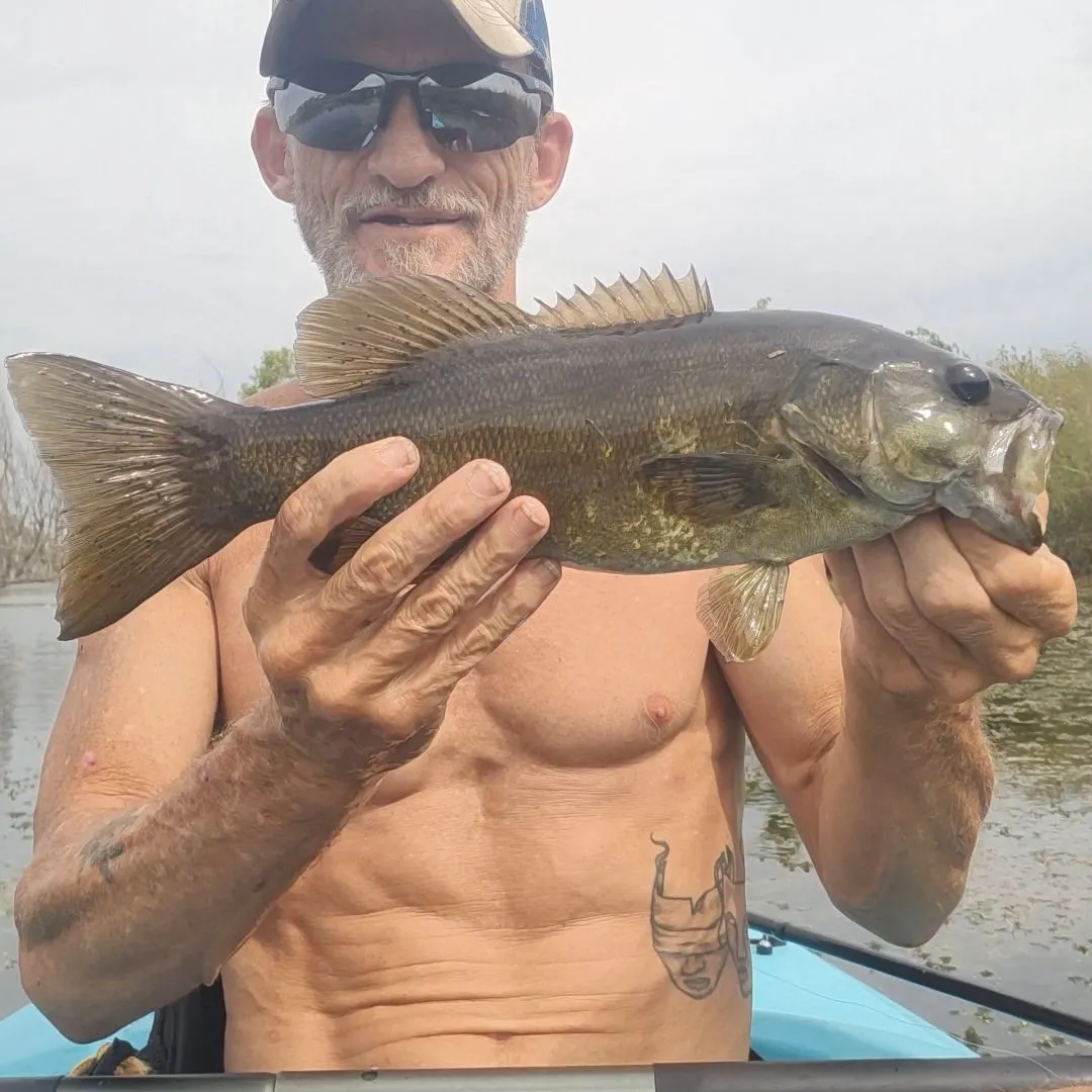 Smallmouth bass caught on Fishbrain