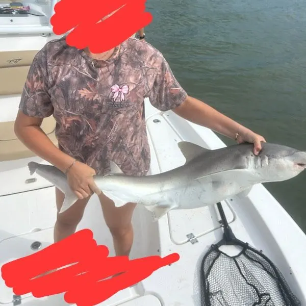 Bonnethead shark caught on Fishbrain