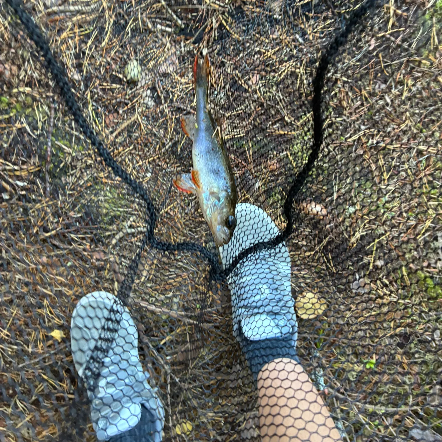 European perch caught on Fishbrain