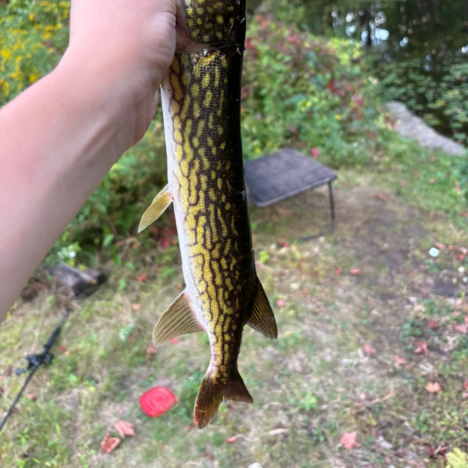 Chain pickerel caught on Fishbrain