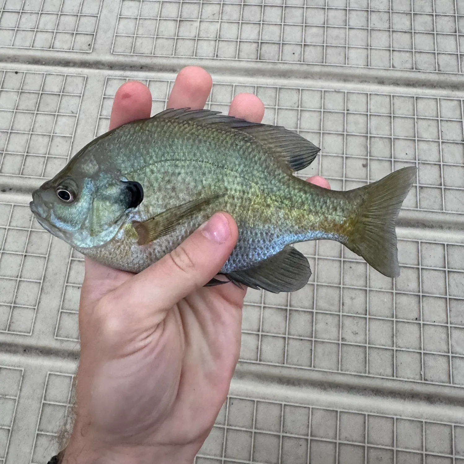 Bluegill caught on Fishbrain