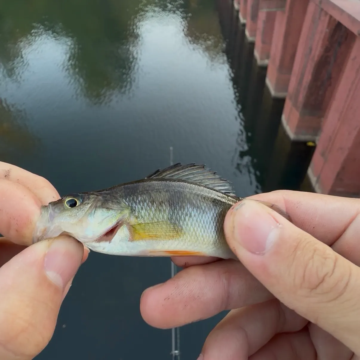 Yellow perch caught on Fishbrain