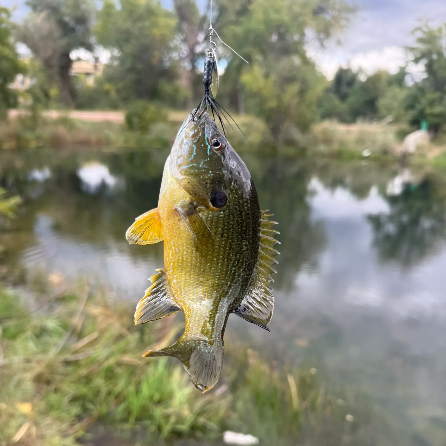 Green sunfish caught on Fishbrain