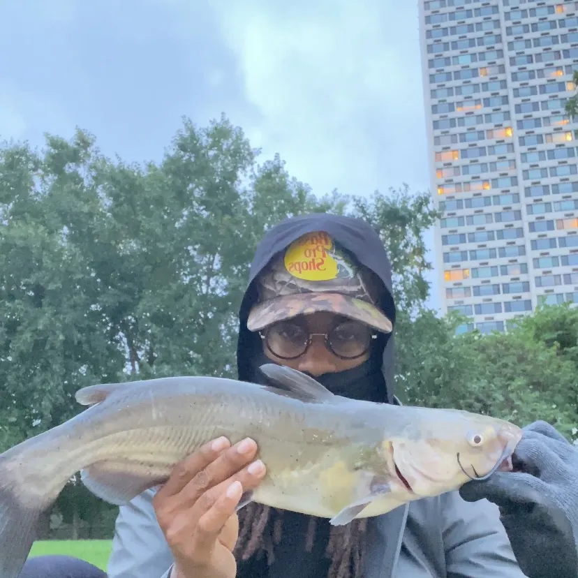 Channel catfish caught on Fishbrain