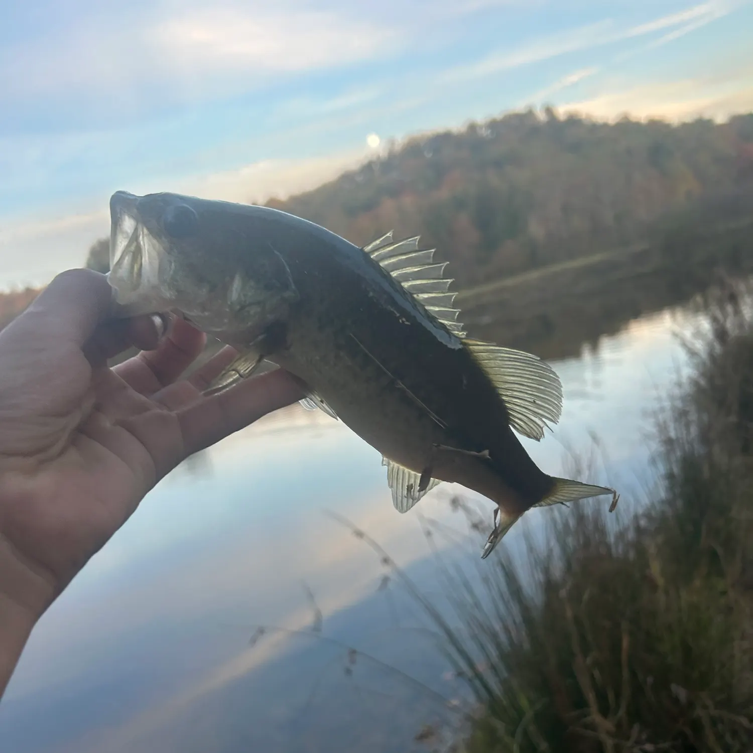 Largemouth bass caught on Fishbrain