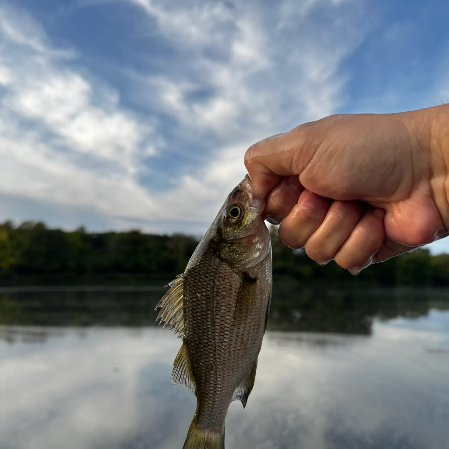 White perch caught on Fishbrain