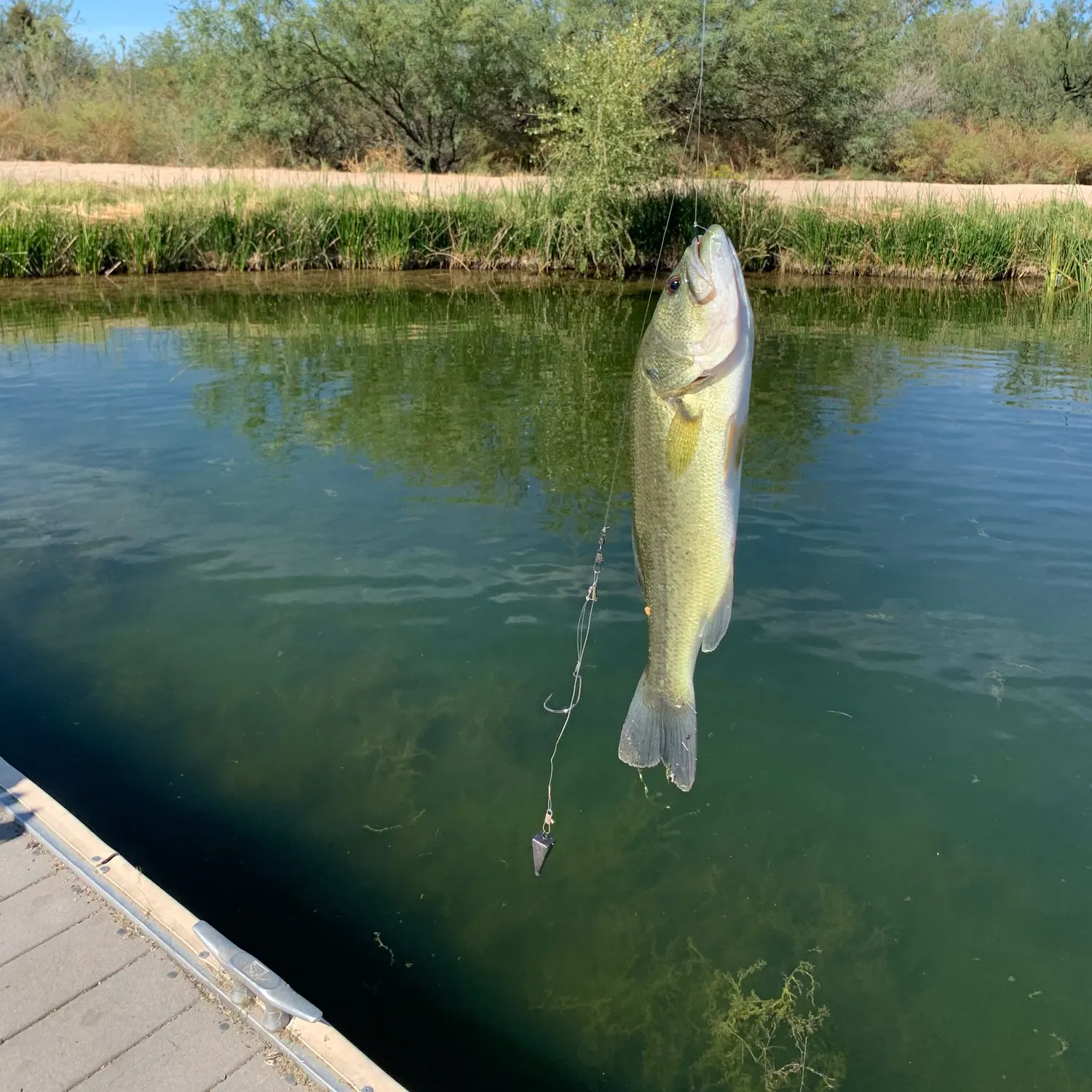 Largemouth bass caught on Fishbrain