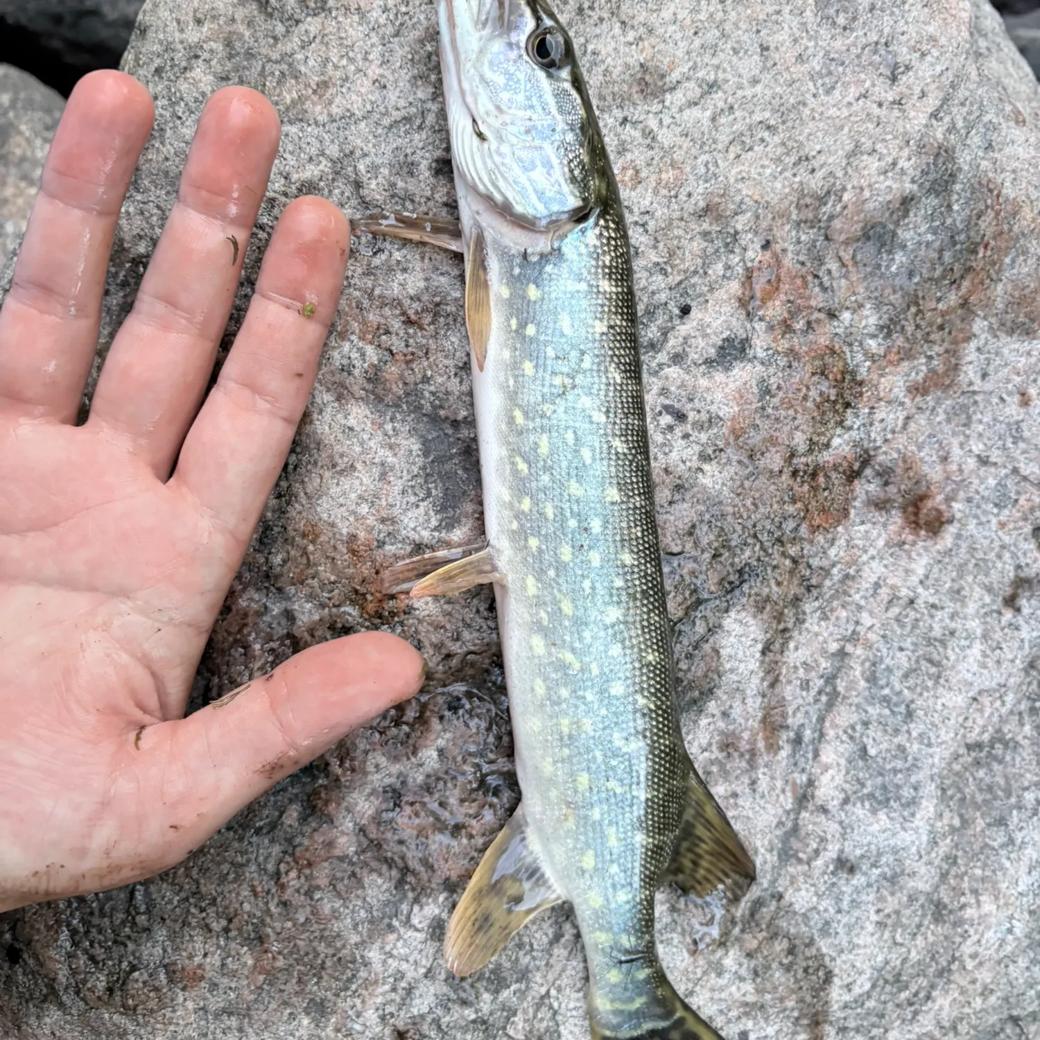 Northern pike caught on Fishbrain