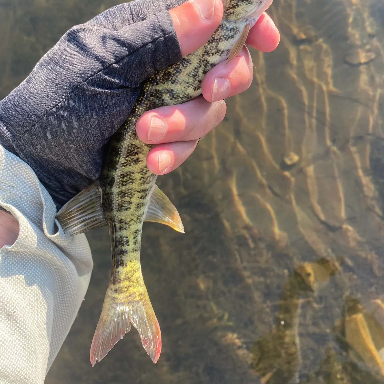 The most recent Grass pickerel catches on Fishbrain