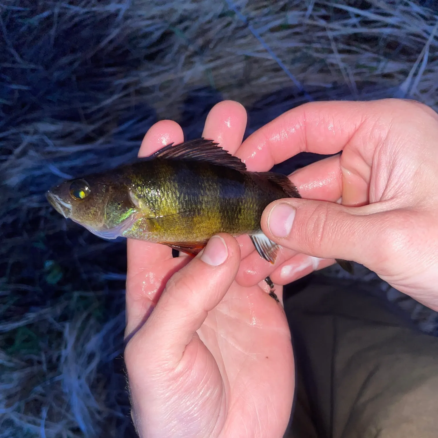 The most recent Yellow perch catches on Fishbrain