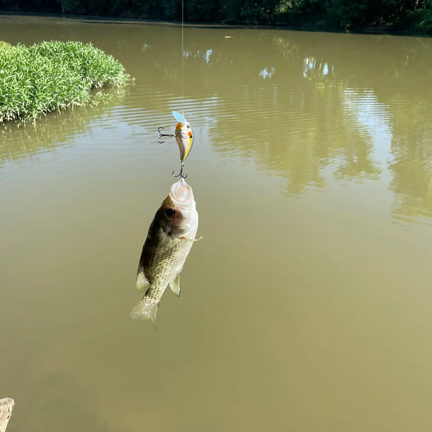 angler catch