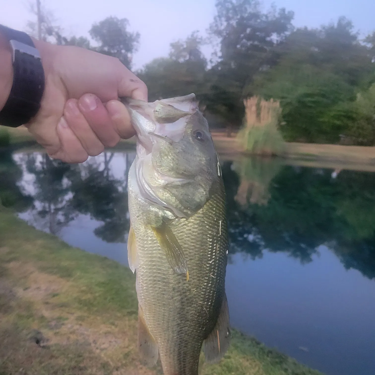 Largemouth bass caught on Fishbrain