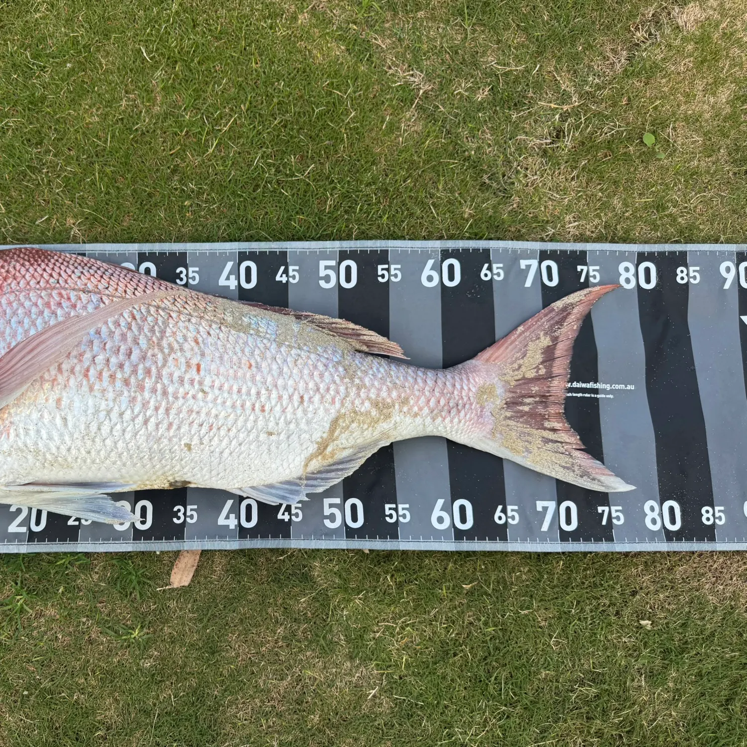 The most recent Australasian snapper catches on Fishbrain